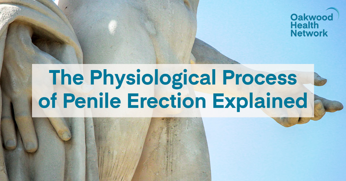 Penile Erection Process